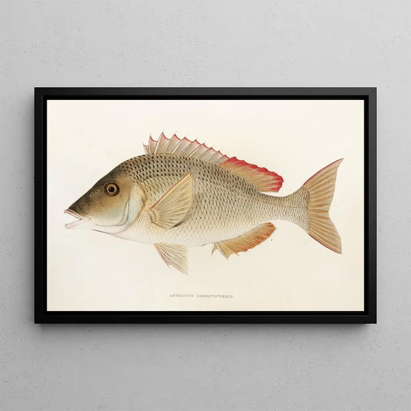 Fauna japonica Pl051 - Philipp Franz Balthasar von Siebold — framed artwork on a wall