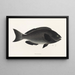 Faune japonaise Pl052 - Philipp Franz Balthasar von Siebold — framed artwork on a wall