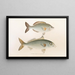 Faune japonaise Pl053 - Philipp Franz Balthasar von Siebold — framed artwork on a wall
