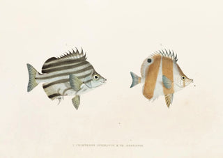 Fauna japonica Pl054 - Philipp Franz Balthasar von Siebold — artwork view