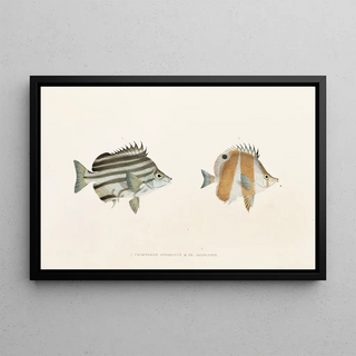 Fauna japonica Pl054 - Philipp Franz Balthasar von Siebold — framed artwork on a wall