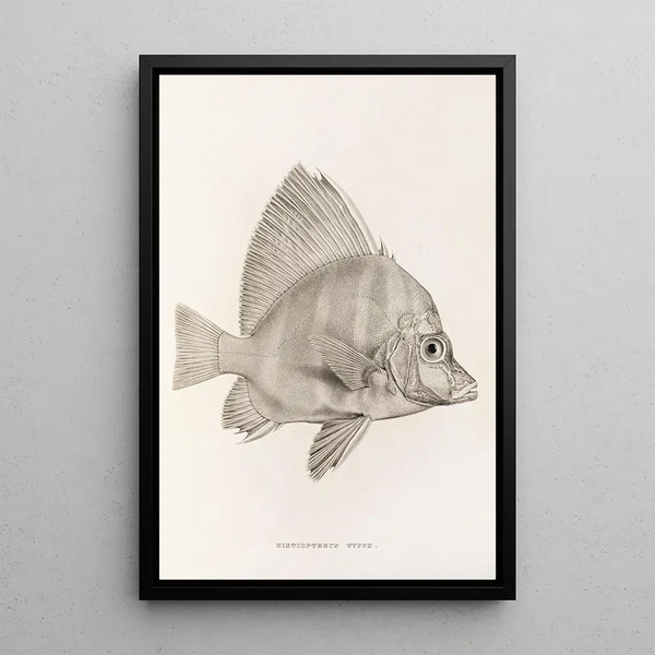 Fauna japonica Pl058 - Philipp Franz Balthasar von Siebold — framed artwork on a wall