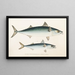 Faune japonaise Pl060 - Philipp Franz Balthasar von Siebold — framed artwork on a wall