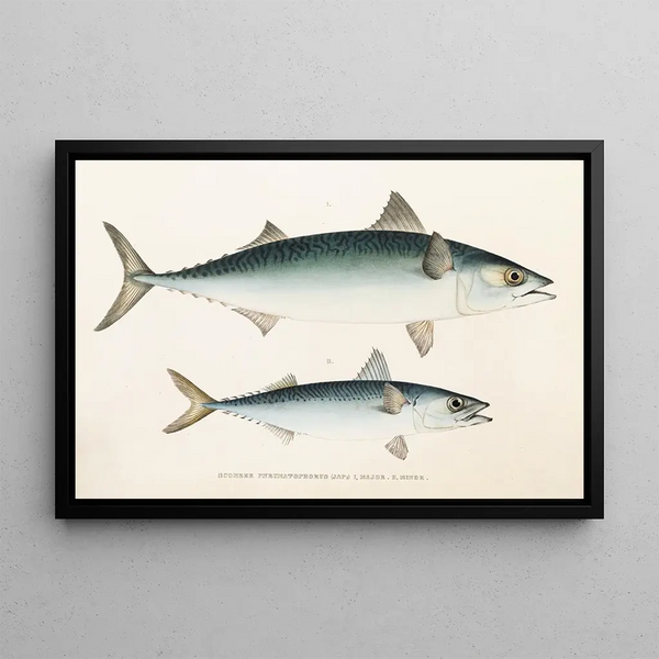 Faune japonaise Pl060 - Philipp Franz Balthasar von Siebold — framed artwork on a wall