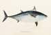 Fauna japonica Pl061 - Philipp Franz Balthasar von Siebold — artwork view
