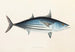 Fauna japonica Pl062 - Philipp Franz Balthasar von Siebold — artwork view