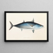 Fauna japonica Pl062 - Philipp Franz Balthasar von Siebold — framed artwork on a wall