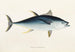 Japanese Fauna Pl064 - Philipp Franz Balthasar von Siebold — artwork view