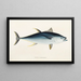 Japanese Fauna Pl064 - Philipp Franz Balthasar von Siebold — framed artwork on a wall