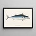 Faune Japonica Pl065 - Philipp Franz Balthasar von Siebold — framed artwork on a wall