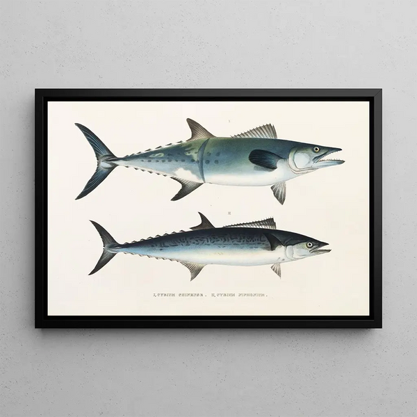 Faune japonaise Pl066 - Philipp Franz Balthasar von Siebold — framed artwork on a wall