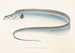 Fauna Japonica Pl067 - Philipp Franz Balthasar von Siebold — artwork view