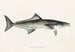 Fauna japonica Pl069 - Philipp Franz Balthasar von Siebold — artwork view