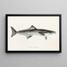 Fauna japonica Pl069 - Philipp Franz Balthasar von Siebold — framed artwork on a wall
