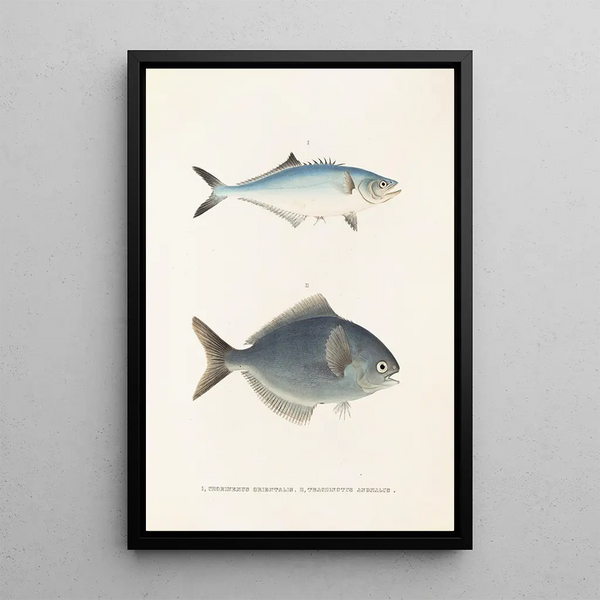 Fauna japonica Pl070 - Philipp Franz Balthasar von Siebold — framed artwork on a wall