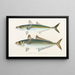 Faune japonaise Pl071 - Philipp Franz Balthasar von Siebold — framed artwork on a wall
