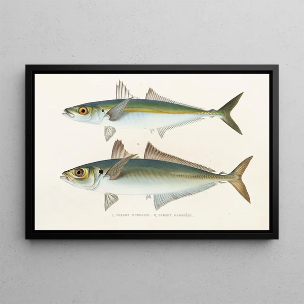 Faune japonaise Pl071 - Philipp Franz Balthasar von Siebold — framed artwork on a wall