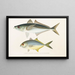 Faune japonaise Pl072 - Philipp Franz Balthasar von Siebold — framed artwork on a wall