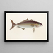 Faune japonaise Pl074 - Philipp Franz Balthasar von Siebold — framed artwork on a wall