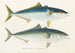 Fauna japonica Pl075 - Philipp Franz Balthasar von Siebold — artwork view