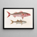 Faune japonica Pl076 - Philipp Franz Balthasar von Siebold — framed artwork on a wall