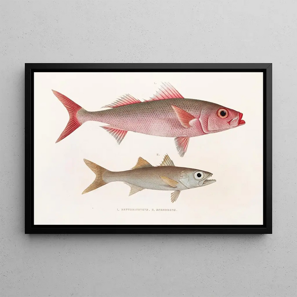 Faune japonica Pl076 - Philipp Franz Balthasar von Siebold — framed artwork on a wall
