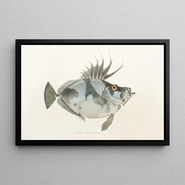 Japanese Fauna Pl079 - Philipp Franz Balthasar von Siebold — framed artwork on a wall