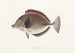 Fauna japonica Pl084 - Philipp Franz Balthasar von Siebold — artwork view