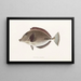Fauna japonica Pl084 - Philipp Franz Balthasar von Siebold — framed artwork on a wall
