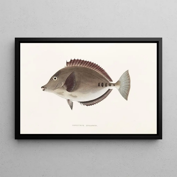 Fauna japonica Pl084 - Philipp Franz Balthasar von Siebold — framed artwork on a wall