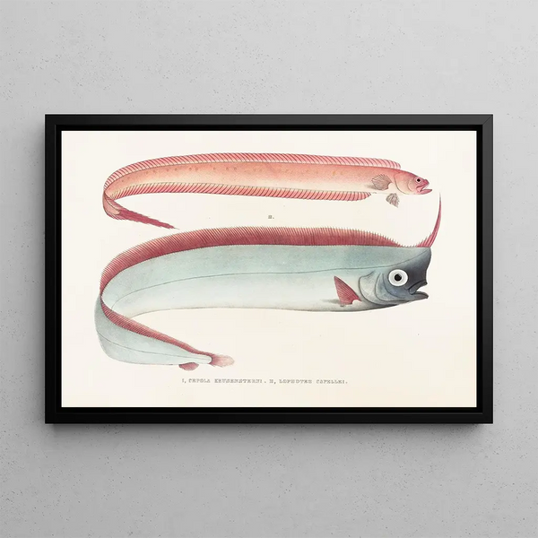 Fauna japonica Pl085 - Philipp Franz Balthasar von Siebold — framed artwork on a wall