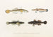 Fauna japonica Pl088 - Philipp Franz Balthasar von Siebold — artwork view