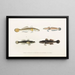 Fauna japonica Pl088 - Philipp Franz Balthasar von Siebold — framed artwork on a wall