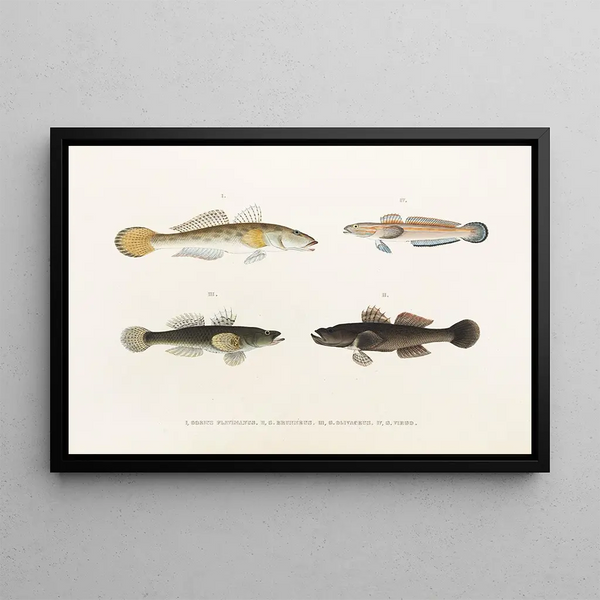 Fauna japonica Pl088 - Philipp Franz Balthasar von Siebold — framed artwork on a wall