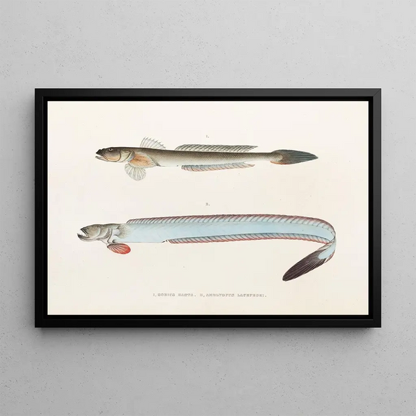 Fauna japonica Pl089 - Philipp Franz Balthasar von Siebold — framed artwork on a wall