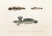 Faune japonaise Pl090 - Philipp Franz Balthasar von Siebold — artwork view