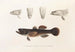 Japanese Fauna Pl091 - Philipp Franz Balthasar von Siebold — artwork view