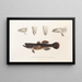 Japanese Fauna Pl091 - Philipp Franz Balthasar von Siebold — framed artwork on a wall