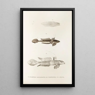 Philipp Franz Balthasar von Siebold - Fauna japonica Pl092.webp