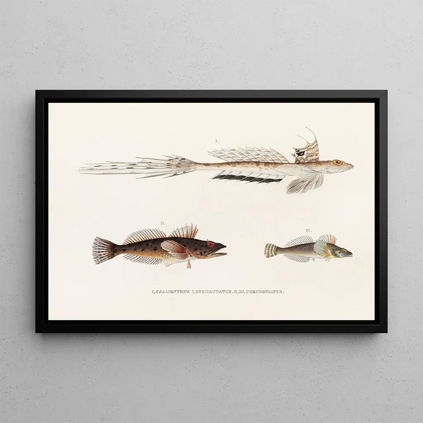 Faune japonaise Pl094 - Philipp Franz Balthasar von Siebold — framed artwork on a wall