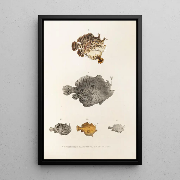 Fauna japonica Pl096 - Philipp Franz Balthasar von Siebold — framed artwork on a wall