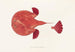 Fauna japonica Pl097 - Philipp Franz Balthasar von Siebold — artwork view