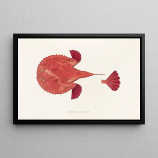 Fauna japonica Pl097 - Philipp Franz Balthasar von Siebold — framed artwork on a wall