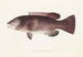 Fauna japonica Pl098 - Philipp Franz Balthasar von Siebold — artwork view