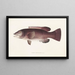 Fauna japonica Pl098 - Philipp Franz Balthasar von Siebold — framed artwork on a wall