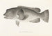 Fauna japonica Pl099 - Philipp Franz Balthasar von Siebold — artwork view