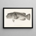 Fauna japonica Pl099 - Philipp Franz Balthasar von Siebold — framed artwork on a wall