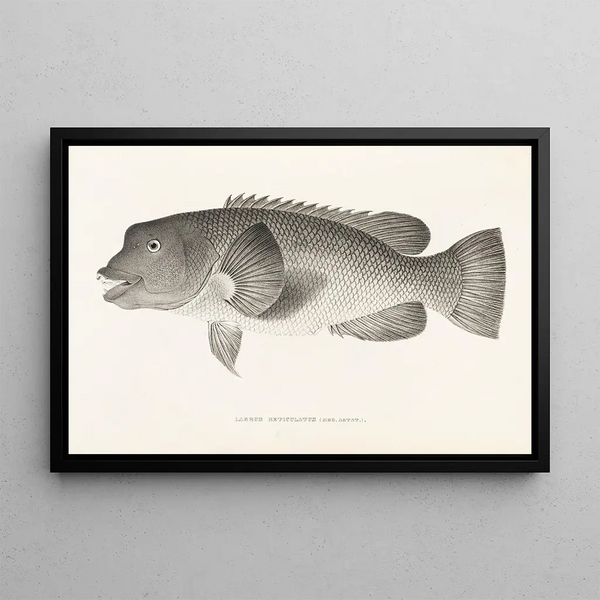 Fauna japonica Pl099 - Philipp Franz Balthasar von Siebold — framed artwork on a wall