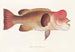 Faune japonaise Pl100 - Philipp Franz Balthasar von Siebold — artwork view