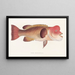 Faune japonaise Pl100 - Philipp Franz Balthasar von Siebold — framed artwork on a wall